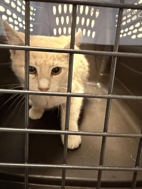 Almond - Female - Domestic SH