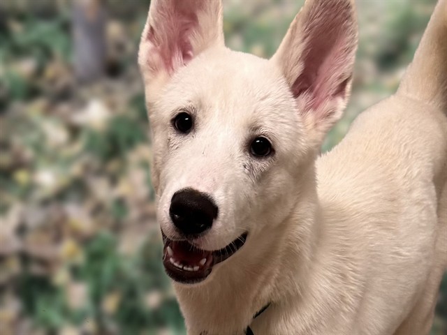 Blanca - Female - Akita-Siberian Husky