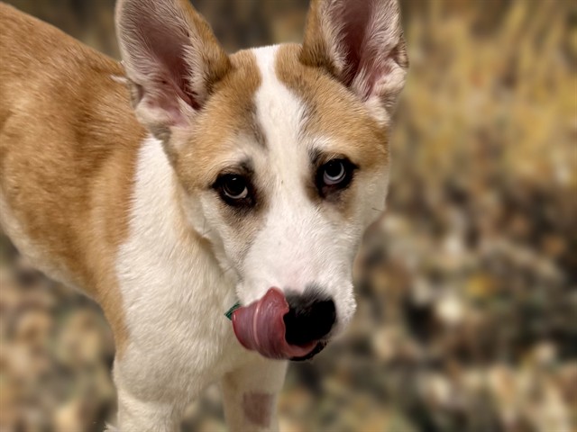 Lola - Female - Akita-Siberian Husky