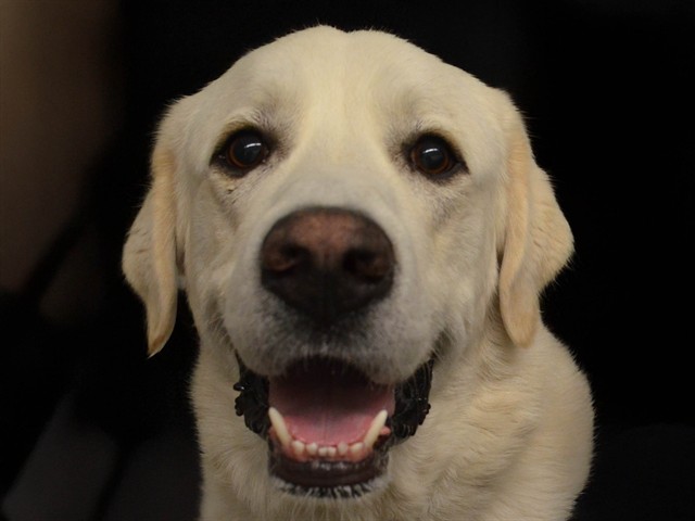 Pot Pie - Male - Great Pyrenees-Labrador Retriever
