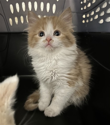  - Female - Domestic MH