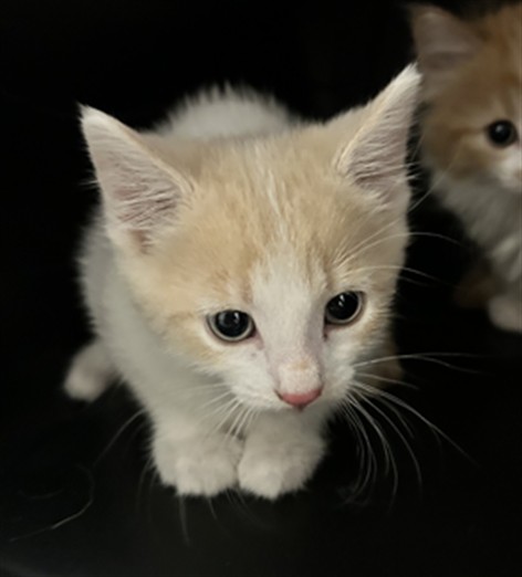  - Female - Domestic SH