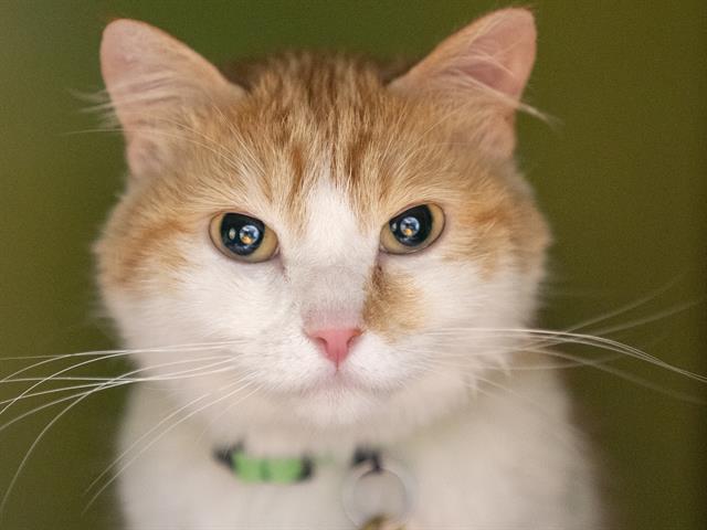 Bacon - Female - Domestic SH