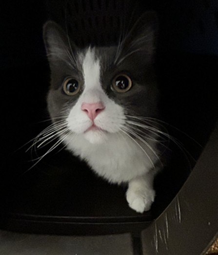  - Female - Domestic MH