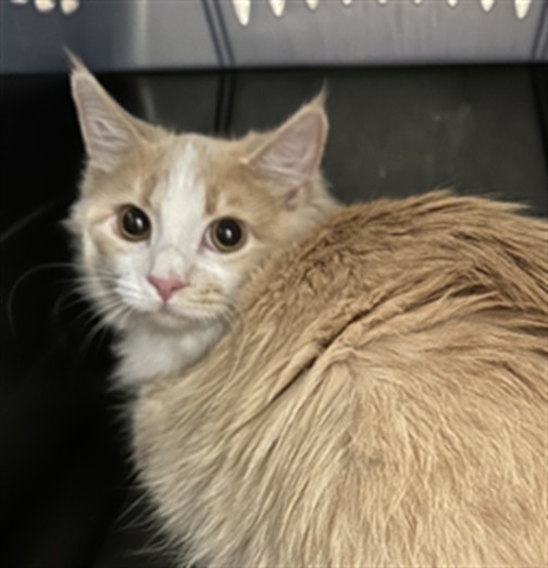  - Female - Domestic MH