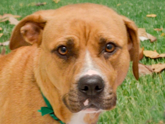 Gamora - Female - Pit Bull-Mix