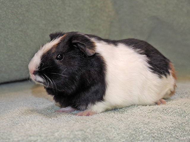 Ziggy - Female - Guinea Pig
