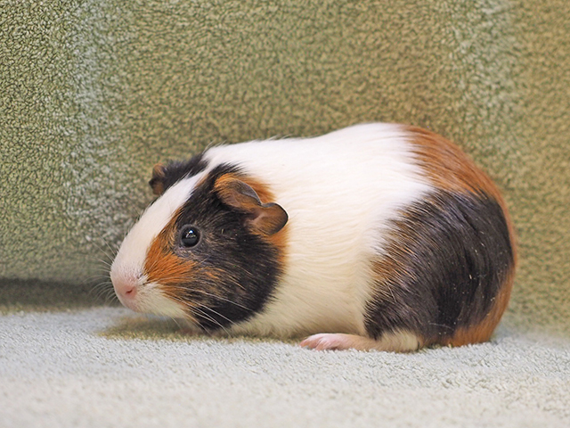 Chestnut - Female - Guinea Pig