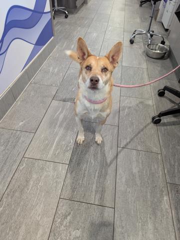 Fox - Male - Australian Cattle Dog-Cardigan Welsh Corgi