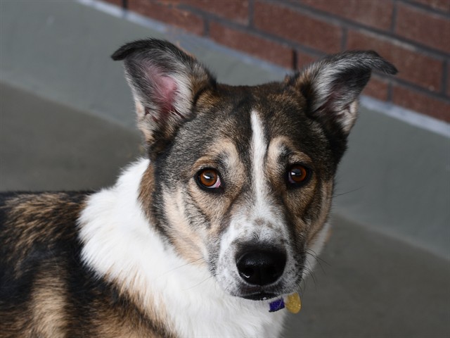 Irish - Male - Siberian Husky-Australian Shepherd