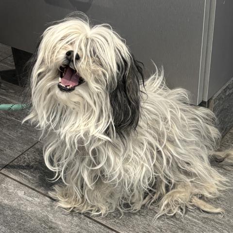  - Female - Shih Tzu