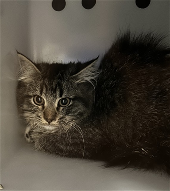  - Male - Domestic MH