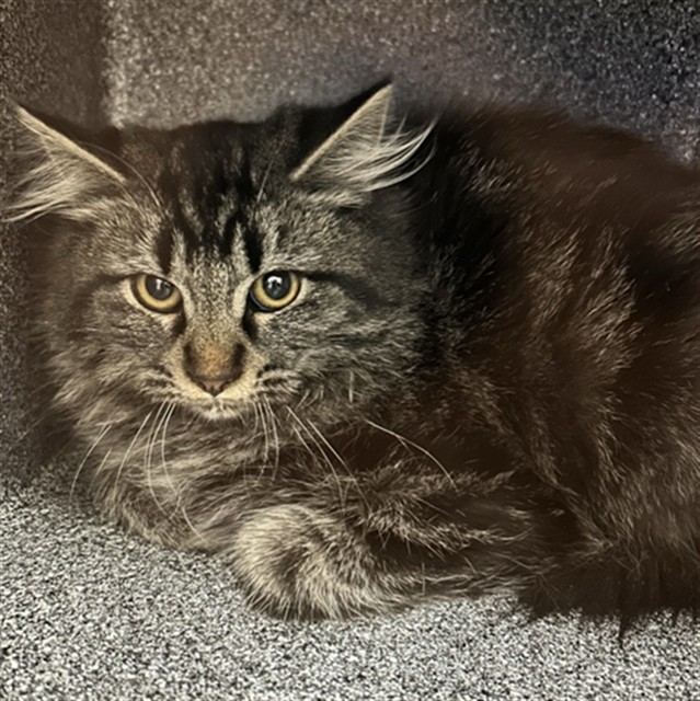  - Female - Domestic MH