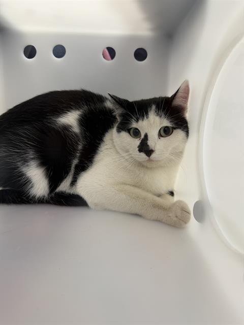 Moondancer - Female - Domestic SH