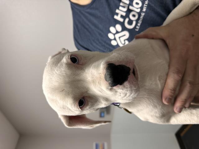 Tyler - Male - Pit Bull