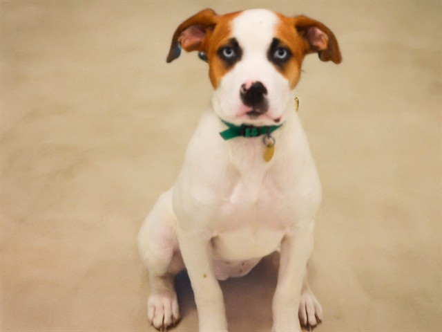 Jenny - Female - Pit Bull