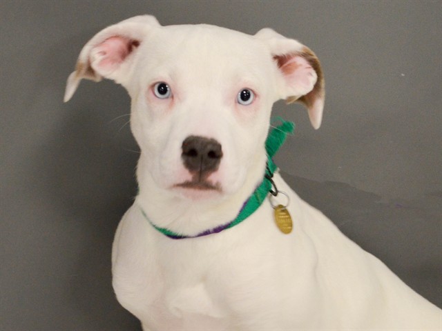 Brittany - Female - Pit Bull