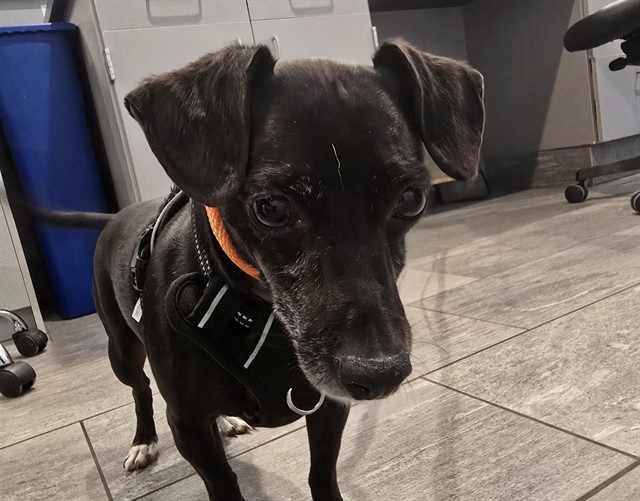  - Male - Dachshund St-Chihuahua