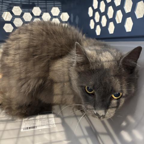  - Male - Domestic MH