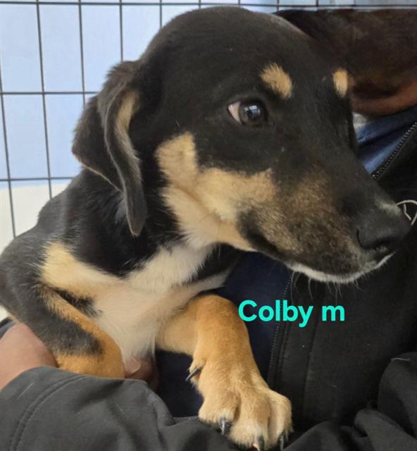 Colby - Male - Nonspecific
