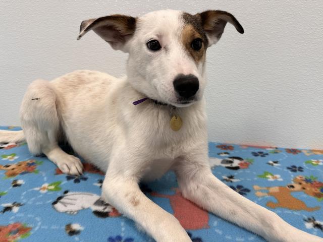 Blue - Male - Nonspecific