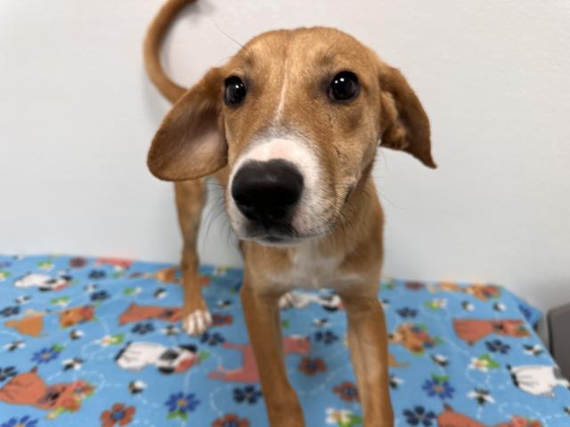 Cheddar - Male - Nonspecific