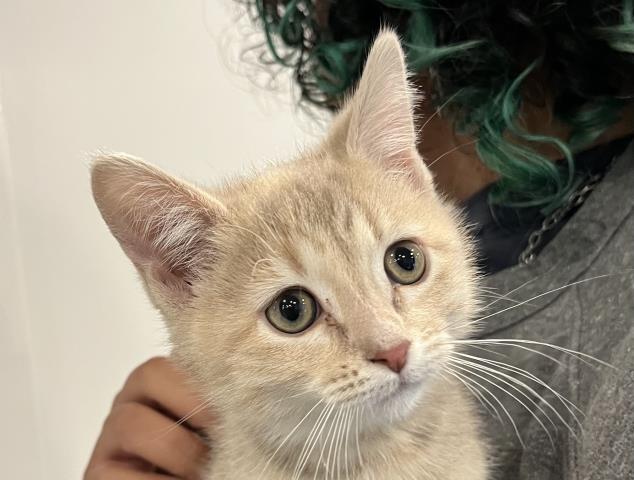 Petal - Female - Domestic SH