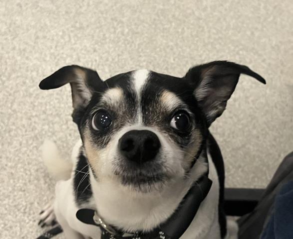 Flash - Male - Chihuahua