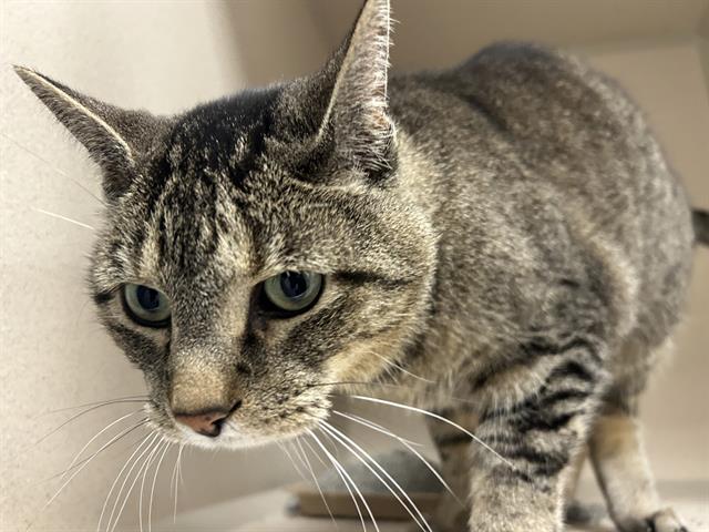  - Male - Domestic SH