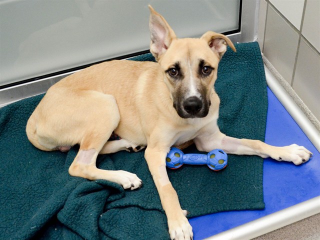 Rex - Male - German Shepherd-Siberian Husky