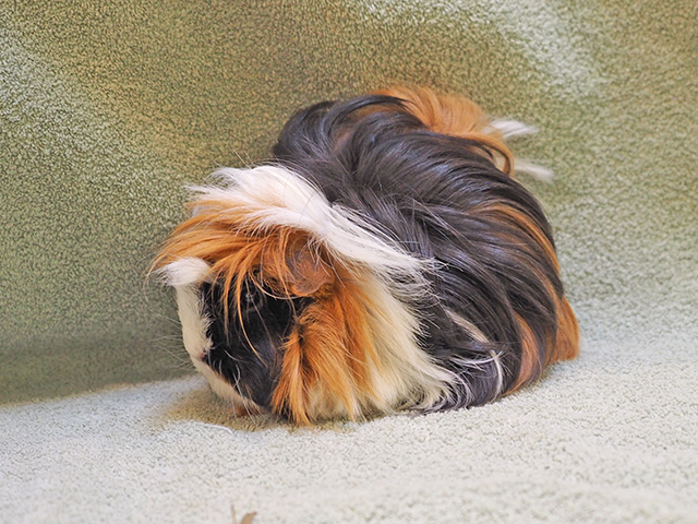 Gold - Female - Guinea Pig