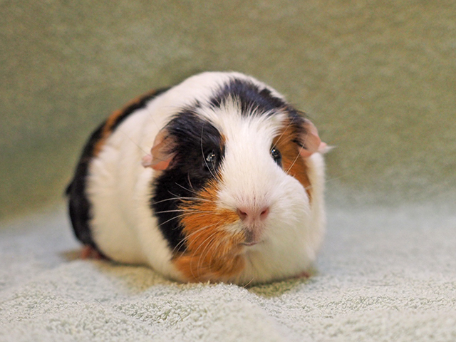 Sweet Potato - Female - Guinea Pig