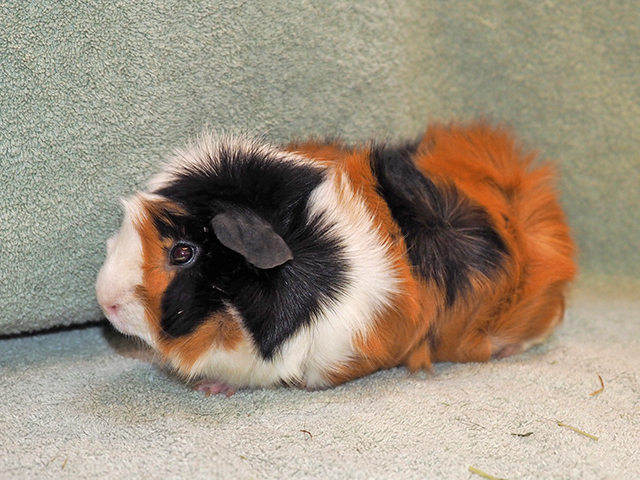Yukon - Male - Guinea Pig