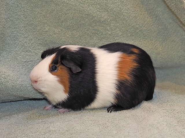 Russett - Male - Guinea Pig