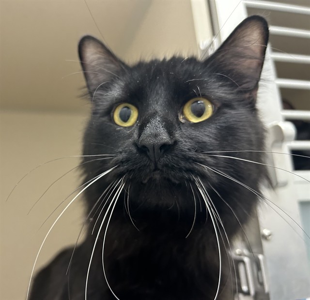 Paul - Male - Domestic LH