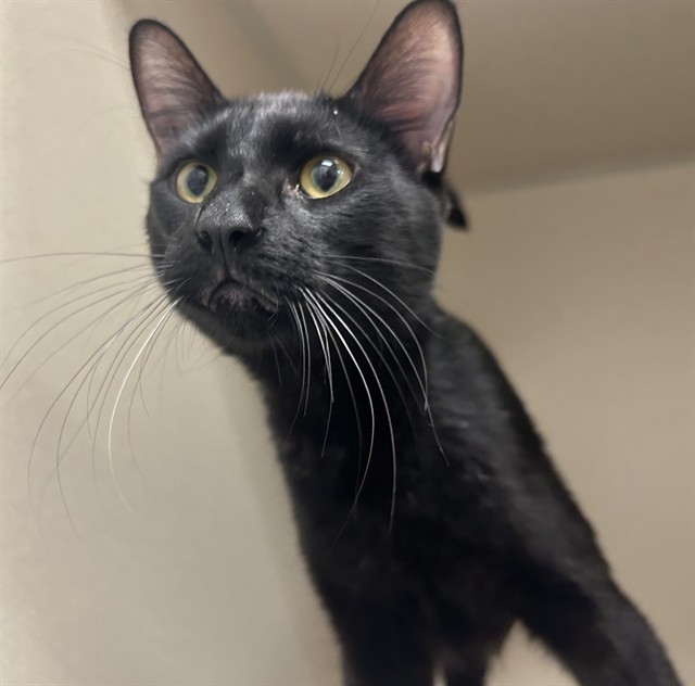 Sal - Male - Domestic SH