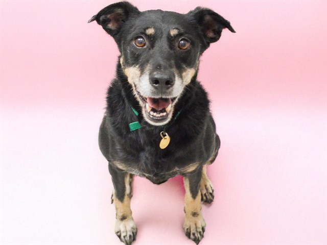 Shadow - Female - Australian Kelpie-Mix