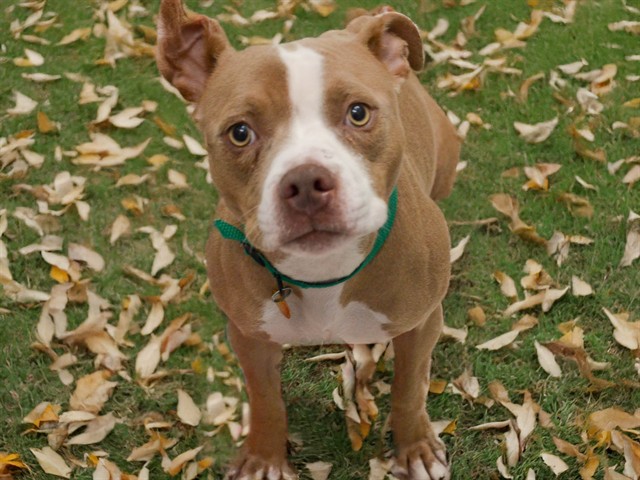 Rachael - Female - Pit Bull