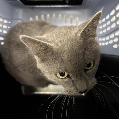  - Female - Domestic SH