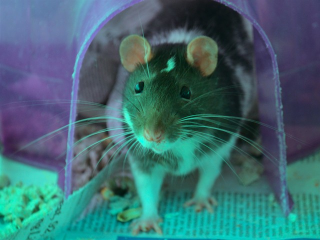 Tangerine - Male - Rat
