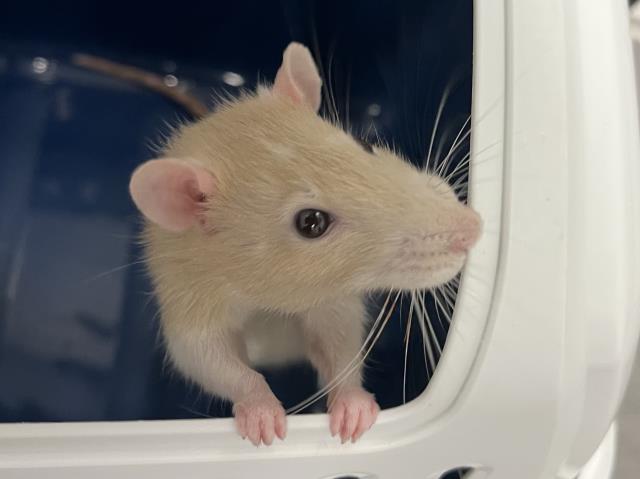 Peaches - Female - Rat