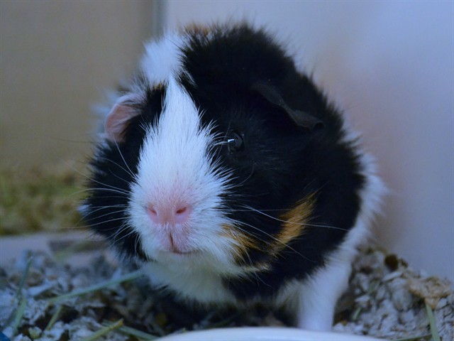 Stevie - Male - Guinea Pig