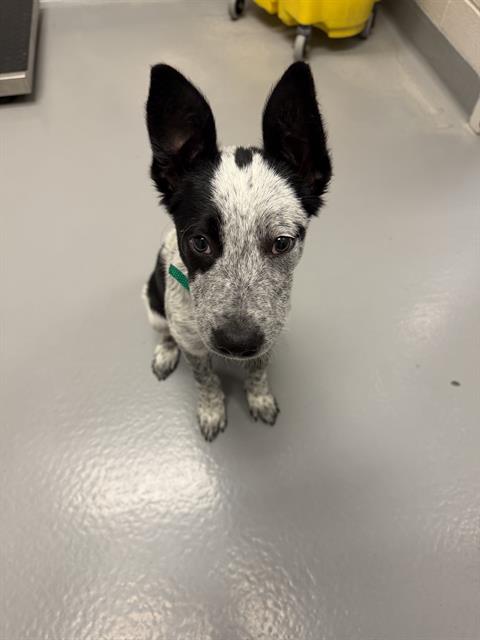 Lilibeth - Female - Australian Cattle Dog-Mix