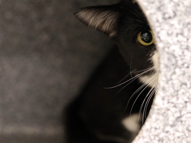 Tanner - Male - Domestic SH