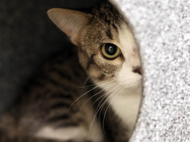 Betty - Female - Domestic SH