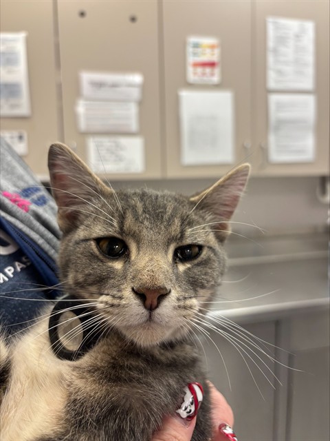  - Male - Domestic SH