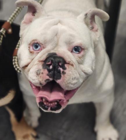  - Male - English Bulldog