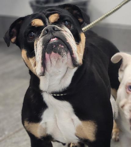  - Female - English Bulldog