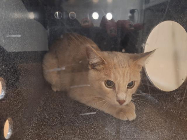 Sunfyre - Male - Domestic SH