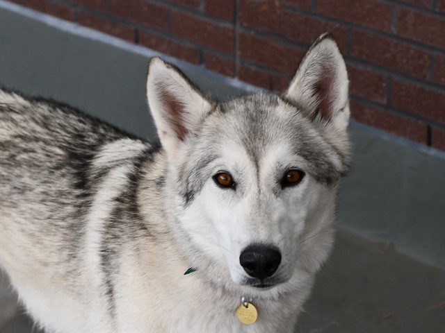 Roxy - Female - Siberian Husky-Mix